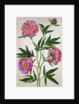 Peonies by Johann Jakob Walther