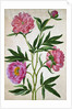 Peonies by Johann Jakob Walther