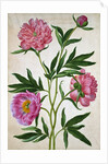 Peonies by Johann Jakob Walther