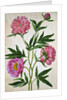 Peonies by Johann Jakob Walther