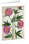 Peonies by Johann Jakob Walther