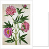 Peonies by Johann Jakob Walther