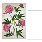 Peonies by Johann Jakob Walther