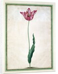 Tulips by Johan Jakob Walther
