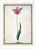 Tulips by Johan Jakob Walther