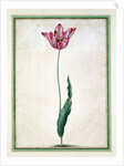 Tulips by Johan Jakob Walther