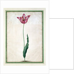 Tulips by Johan Jakob Walther