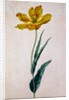 Parrot Tulip by Johann Jakob Walther