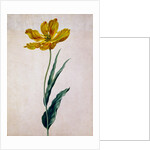 Parrot Tulip by Johann Jakob Walther