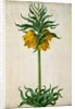 Crown Imperial by Johann Jakob Walther