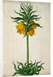 Crown Imperial by Johann Jakob Walther