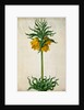 Crown Imperial by Johann Jakob Walther