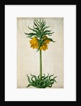 Crown Imperial by Johann Jakob Walther