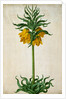 Crown Imperial by Johann Jakob Walther