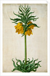 Crown Imperial by Johann Jakob Walther