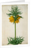 Crown Imperial by Johann Jakob Walther