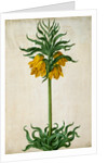 Crown Imperial by Johann Jakob Walther