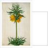 Crown Imperial by Johann Jakob Walther