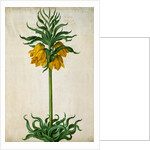 Crown Imperial by Johann Jakob Walther