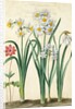 Narcissi by Johann Jakob Walther