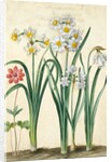 Narcissi by Johann Jakob Walther
