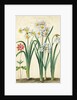 Narcissi by Johann Jakob Walther