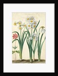Narcissi by Johann Jakob Walther