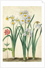 Narcissi by Johann Jakob Walther