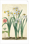 Narcissi by Johann Jakob Walther