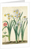 Narcissi by Johann Jakob Walther