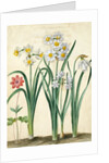 Narcissi by Johann Jakob Walther