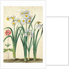 Narcissi by Johann Jakob Walther