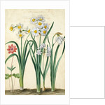 Narcissi by Johann Jakob Walther
