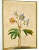Christmas Rose by Johann Jakob Walther
