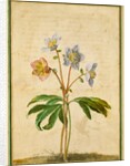Christmas Rose by Johann Jakob Walther