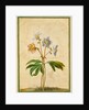Christmas Rose by Johann Jakob Walther