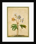Christmas Rose by Johann Jakob Walther