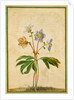Christmas Rose by Johann Jakob Walther