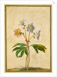 Christmas Rose by Johann Jakob Walther