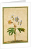 Christmas Rose by Johann Jakob Walther