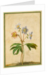 Christmas Rose by Johann Jakob Walther