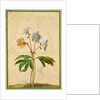 Christmas Rose by Johann Jakob Walther