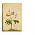 Christmas Rose by Johann Jakob Walther