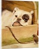 Bulldog and robin by Cecil Aldin