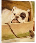 Bulldog and robin by Cecil Aldin