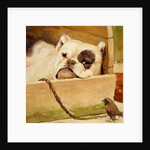 Bulldog and robin by Cecil Aldin