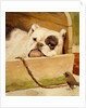 Bulldog and robin by Cecil Aldin