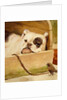 Bulldog and robin by Cecil Aldin