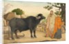 Two women and a buffalo in the village of Rania by Unknown
