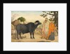 Two women and a buffalo in the village of Rania by Unknown